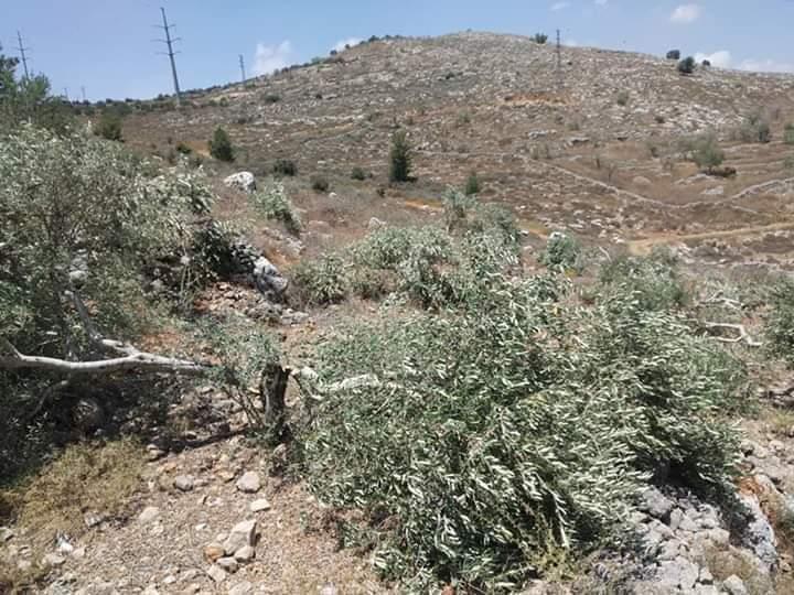 (أرشيف وفا)