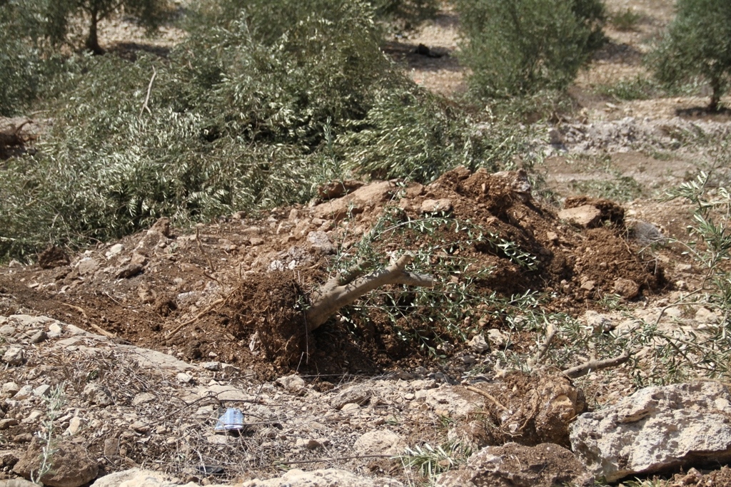 صورة أرشيفية (وفا)