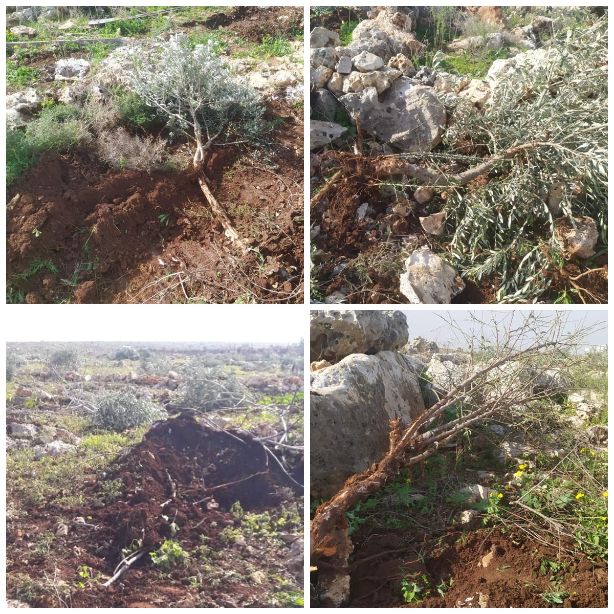 اقتلاع أشجار الزيتون في دير بلوط