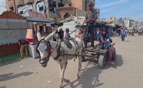 عربات تجرّها الدواب وسيلة نقل أساسية في غزة عربات تجرّها الدواب وسيلة نقل أساسية في غزة